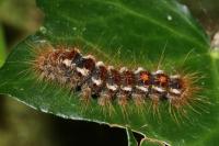Euproctis chrysorrhoea