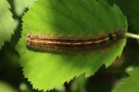 Malacosoma neustria