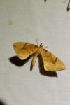 Gandaritis pyraliata
