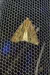 Acronicta psi/tridens