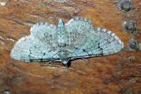 Pasiphila rectangulata