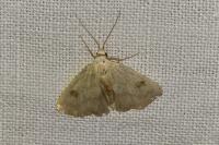 Rivula sericealis
