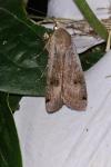 Noctua pronuba