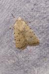 Caradrina clavipalpis