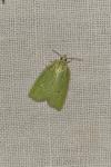 Tortrix viridana