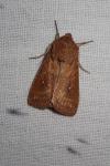 Mythimna albipuncta