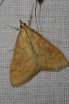 Ostrinia nubilalis/scapulalis