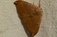 Watsonalla uncinula