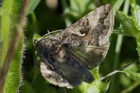 Autographa gamma