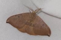 Watsonalla uncinula