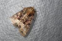 Oligia latruncula/strigilis/versicolor