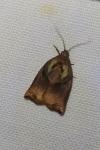 Archips podana