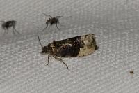 Hedya nubiferana