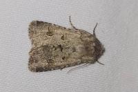 Anarta stigmosa