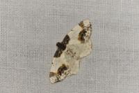 Ligdia adustata