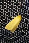 Mythimna pallens