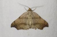 Laspeyria flexula