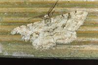 Peribatodes rhomboidaria