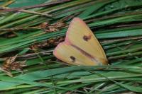 Diacrisia sannio