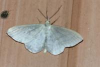 Idaea subsericeata