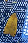 Noctua pronuba