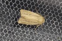 Mythimna sicula