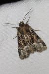 Oligia latruncula/strigilis/versicolor