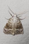 Meganola albula