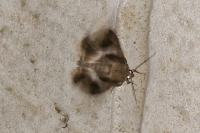 Dysgonia algira