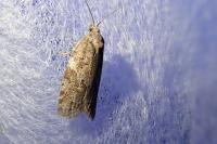 Cnephasia