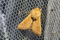 Mythimna vitellina