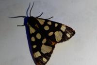 Arctia villica