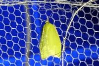 Tortrix viridana