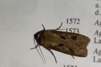 Agrotis exclamationis