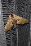 Smerinthus ocellatus