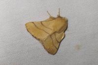 Malacosoma neustria