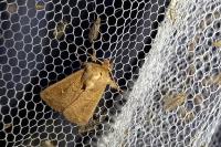 Mythimna albipuncta