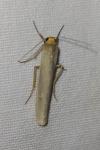 Eilema caniola
