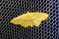 Scopula imitaria