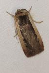 Ochropleura leucogaster