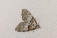 Nola cucullatella