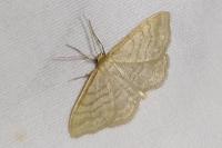Idaea subsericeata