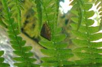 Aleimma loeflingiana