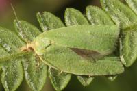 Tortrix viridana