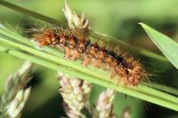 Lymantria dispar