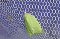 Tortrix viridana