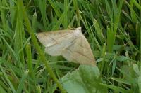 Petrophora chlorosata