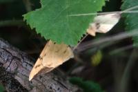 Gandaritis pyraliata