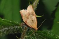 Clepsis consimilana
