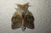 Stauropus fagi